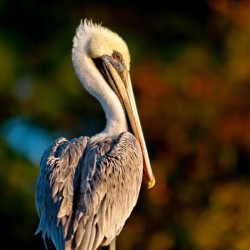 Copper Pelican